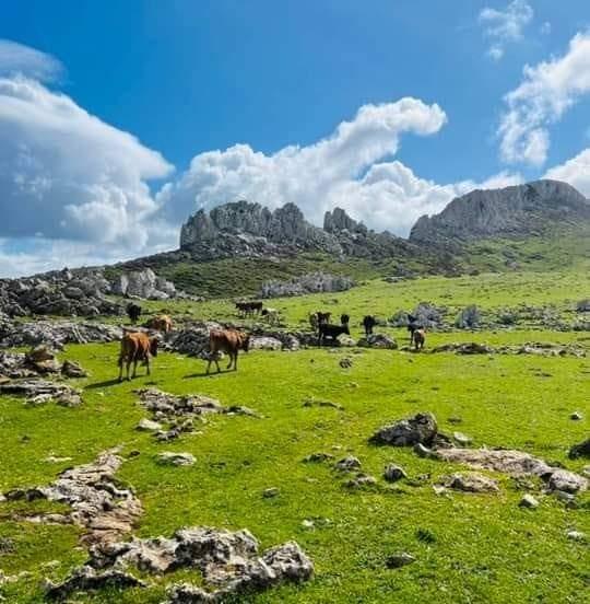 عشاق العلاوية "فحص لمهر "